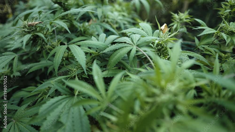 Ripe cannabis plant hemp. Blooming marijuana flower and leafs growing in homemade garden. Shallow depth of field and blurred background. Ripe cannabis plant hemp. Blooming marijuana flower and leafs growing in homemade garden. Shallow depth of field and blurred background.