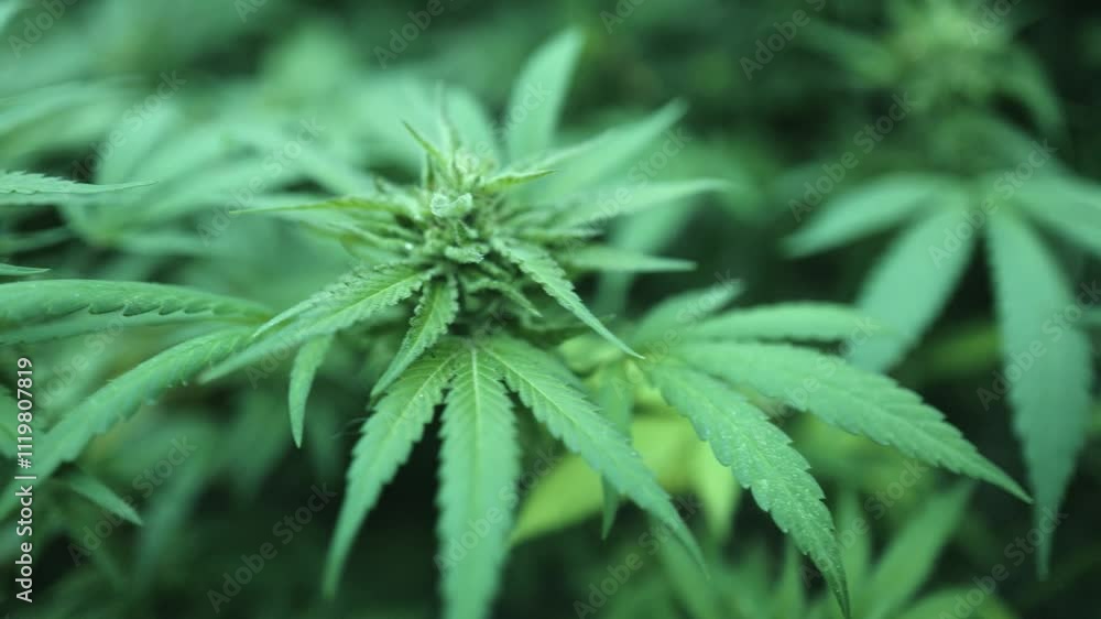 fresh cannabis flowers harvest marijuana. fresh cannabis flowers harvest marijuana.