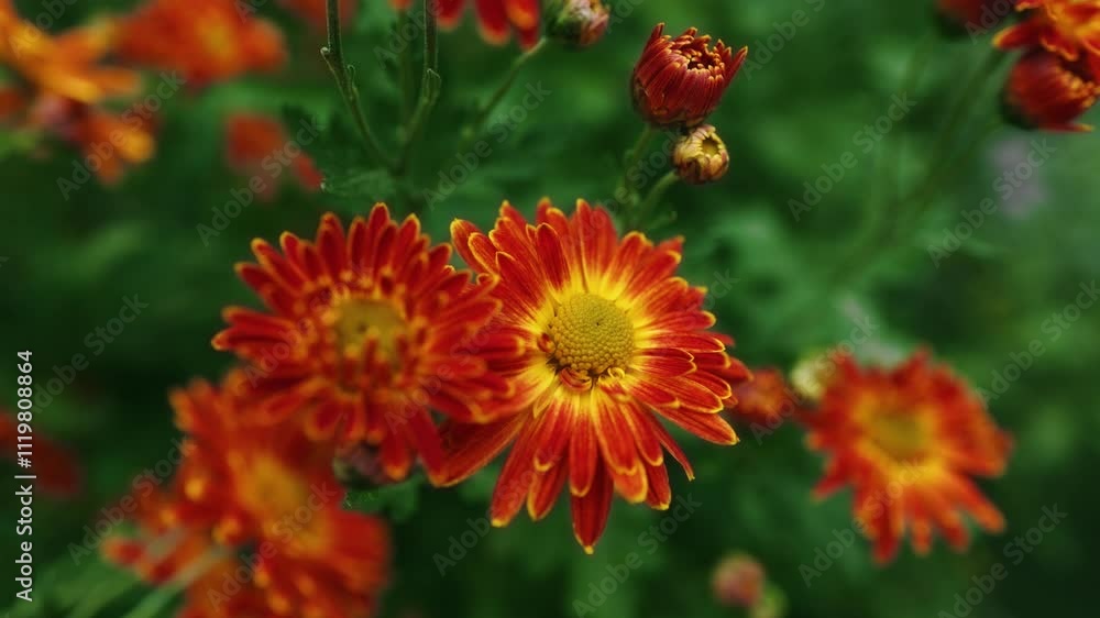 Flowering Red yellow chrysanthemums in autumn garden. Background with blossoming a chrysanthemums. Flowering Red yellow chrysanthemums in autumn garden. Background with blossoming a chrysanthemums.