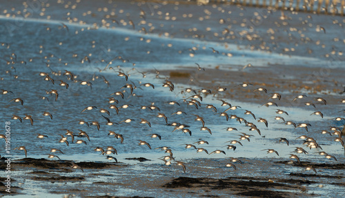 Bécasseau variable,.Calidris alpina, Dunlin photo