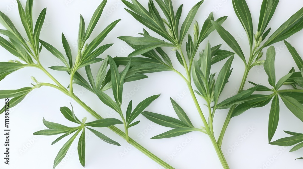 Obraz premium Chromolaena odorata foliage isolated on white background showcasing vibrant green leaves and detailed texture of the plant.