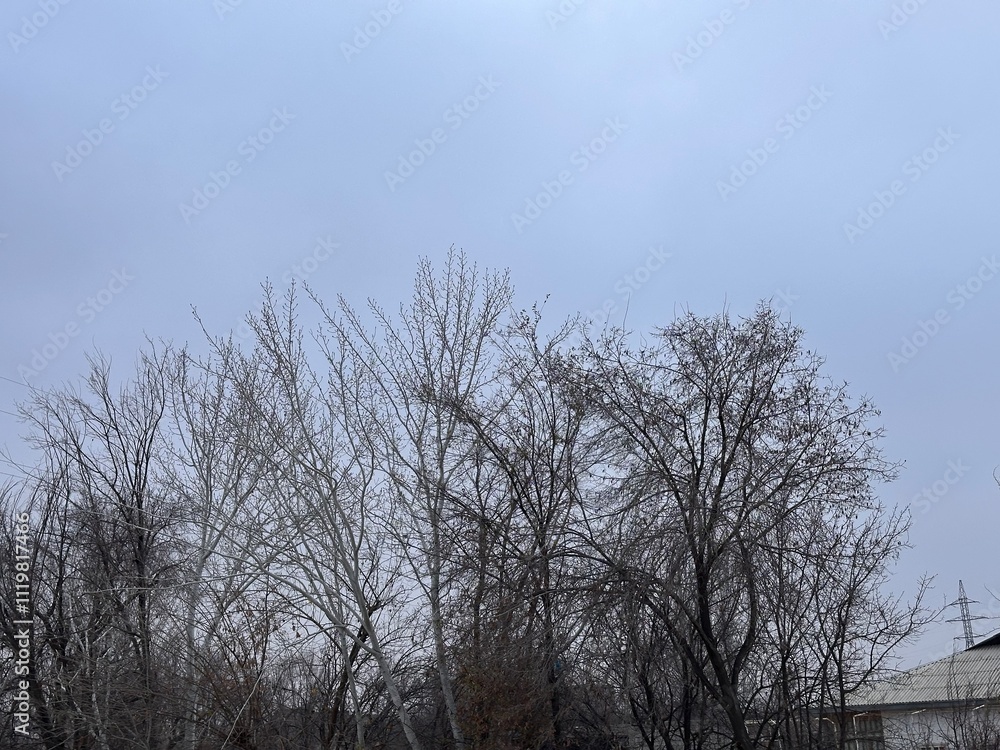trees in winter trees in winter