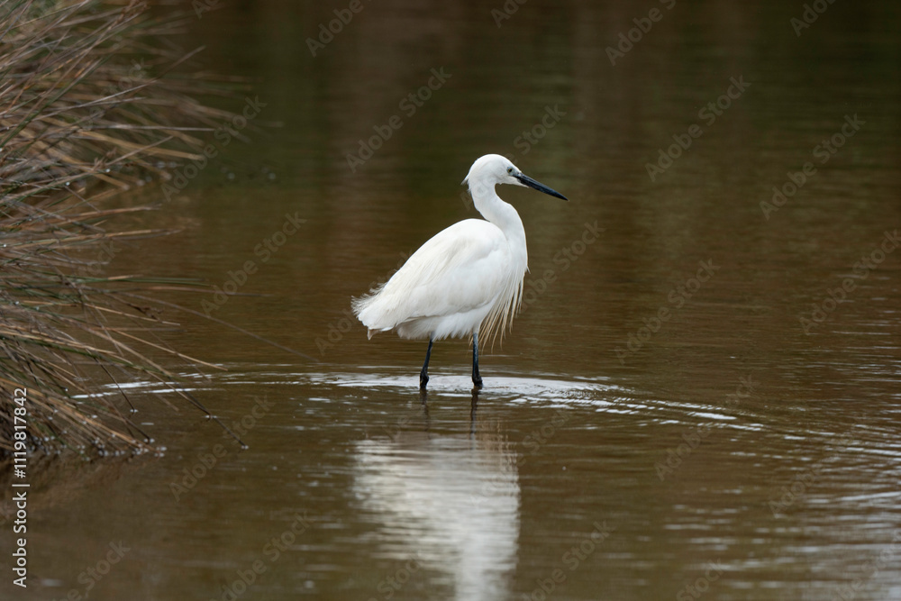Aigrette garzette, .Egretta garzetta, Little Egret, Aigrette garzette, .Egretta garzetta, Little Egret,