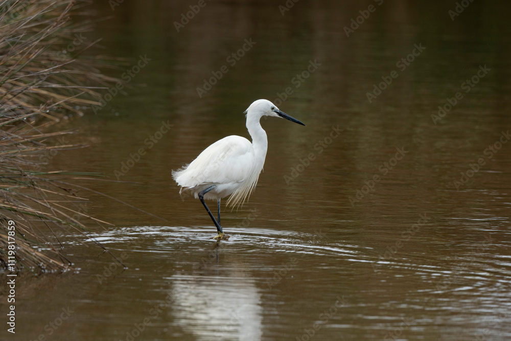 Aigrette garzette, .Egretta garzetta, Little Egret, Aigrette garzette, .Egretta garzetta, Little Egret,