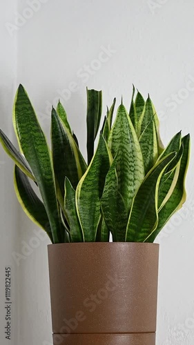 Evergreen potted sanseveria plant, interior design, space for text
