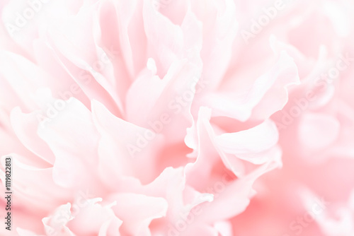 Abstract macro of pale pink peony petals. Magical dreamy art image with peony flower. Soft selective focus. photo