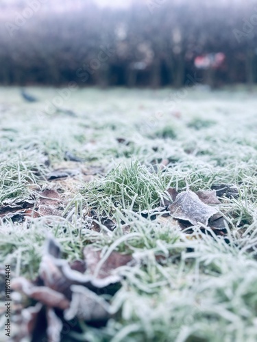 Frozen grass on the ground, frost on the grass