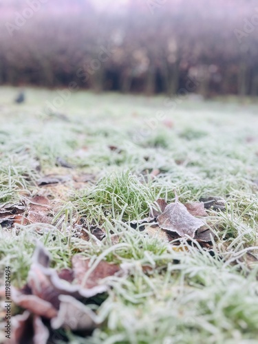 Frozen grass on the ground, frost on the grass