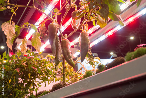 Growing green peppers in gr...