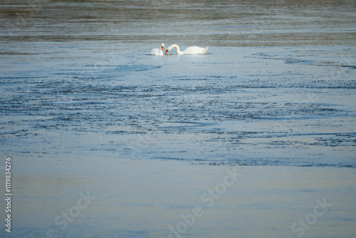 Two swans, possibly a pair, are seen on a body of water.  The water appears to have some ice or debris on the surface. photo