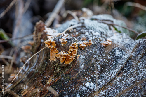 Close-up of frost-covered, orange-brown bracket fungi on a weathered log. Snow/frost covers the wood. photo