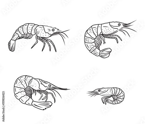 Set of realistic beautiful shrimp drawing in black isolated on white background. Hand drawn vector sketch illustration in doodle engraved vintage line art style. Seafood, superfood, sea animals