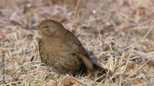 Wallpaper Mural Blackbird sits on the frozen ground  Torontodigital.ca