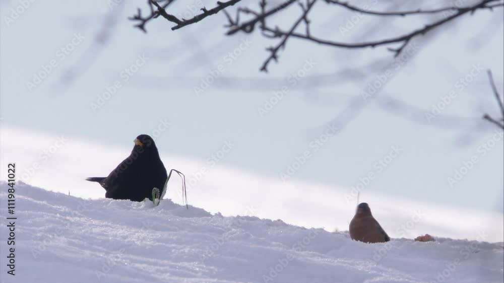 Blackbird and chaffinch in the snow Blackbird and chaffinch in the snow
