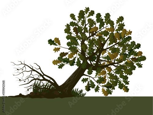 Foto An uprooted and fallen oak tree with green and brown foliage isolated on white