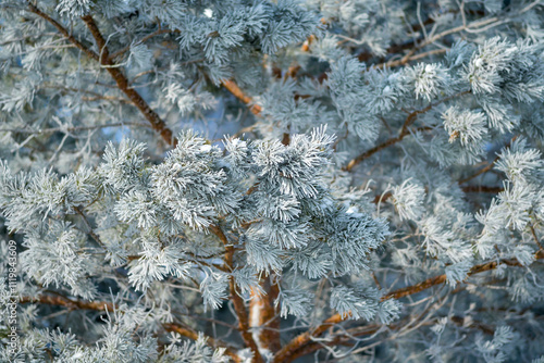 Natural winter background with frozen pine tree.