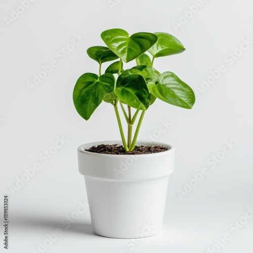 A small potted plant with heart-shaped leaves in a white ceramic pot, sitting on a clean white surface