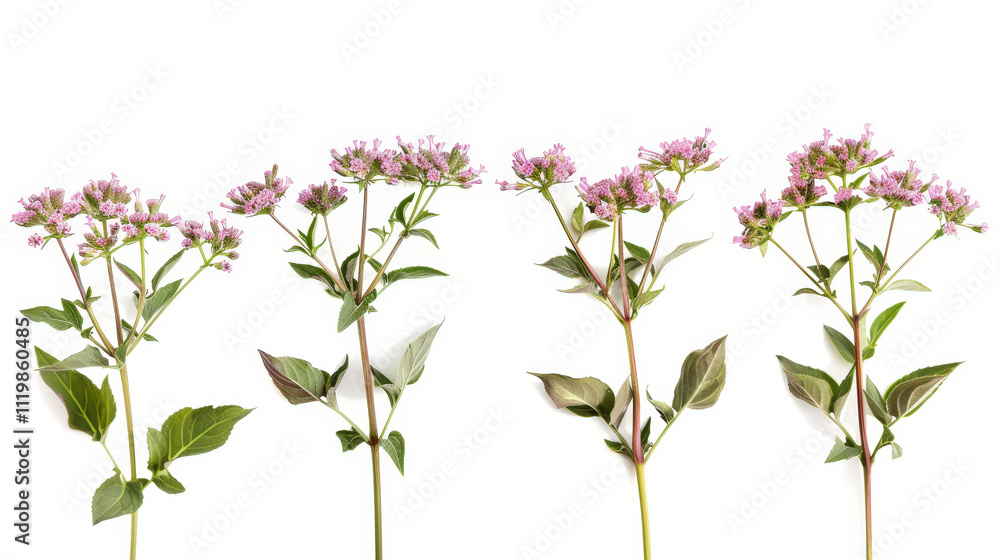 Naklejka premium pink flowers on white background
