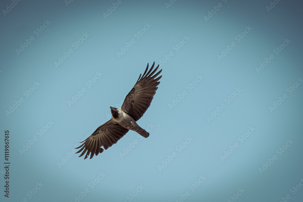 Photo of crow flying