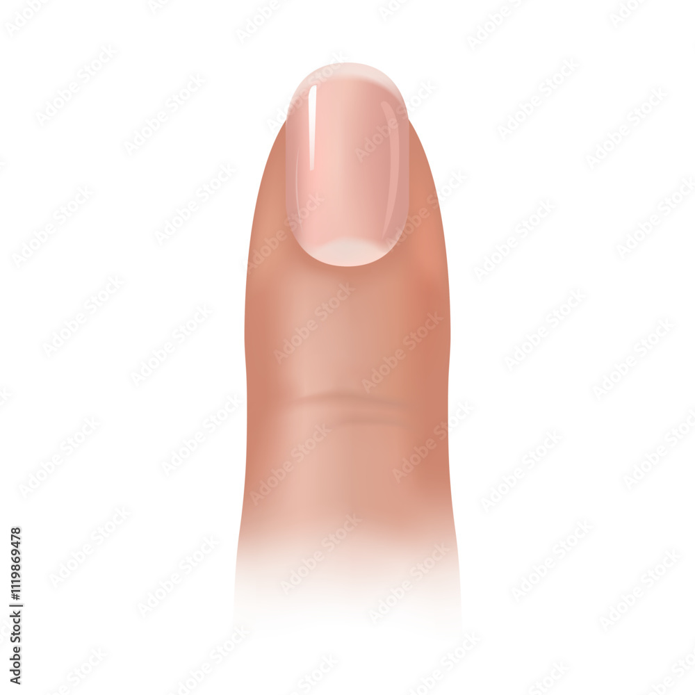 Cross-section and anatomy of nails. Cross-section and anatomy of nails.