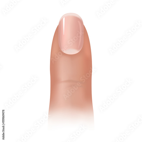 Cross-section and anatomy of nails.