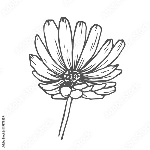 Calendula vector drawing. Isolated medical flower and leaves. Herbal engraved style illustration. Detailed botanical sketch for tea, organic cosmetic, medicine, aromatherapy