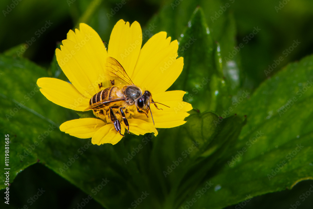 Bee flying on yellow flower in the park. Bee flying on yellow flower in the park.