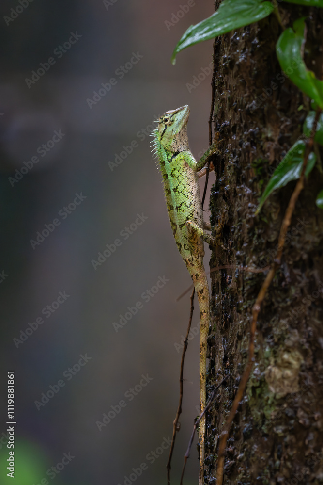 Forest crested lizard climbing on tree in the park. Forest crested lizard climbing on tree in the park.