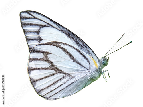 A white butterfly isolated on a transparant background. Perfect for nature, wildlife, and insect-themed projects.