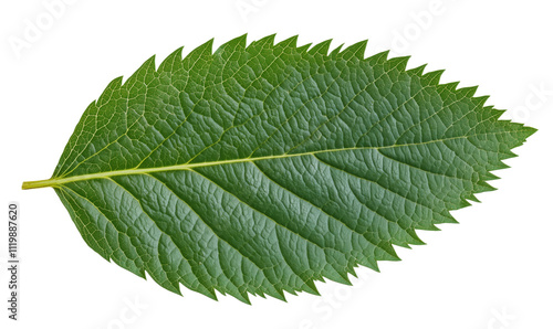 Green leaf with serrated edges, detailed texture, vibrant color, showcasing natural beauty and botanical features, isolated on transparent background, png