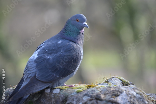 pigeon sur un rocher