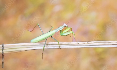 Praying mantis 