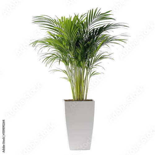 A vibrant indoor flower plant on transparent or white background