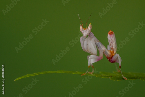 Hymenopus coronatus is a mantis from the tropical forests of Southeast Asia. It is known by various common names, including walking flower mantis, orchid-blossom mantis and (pink) orchid mantis