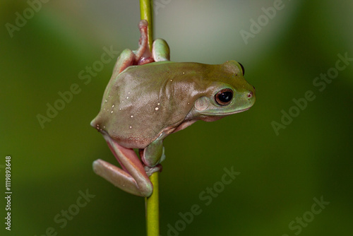 The Australian green tree frog (Ranoidea caerulea/Litoria caerulea), also known as simply green tree frog in Australia, White's tree frog, or dumpy tree frog, is a species of tree frog native to Austr photo