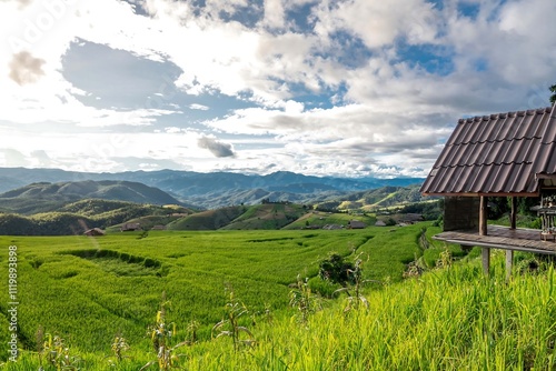 Scenic Green Rice Field Landscape with Mountain View