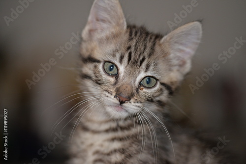 chaton tigré 
