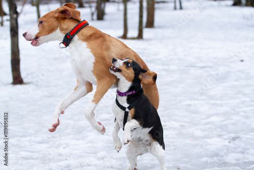 Two dogs joyfully playing through the snow. photo