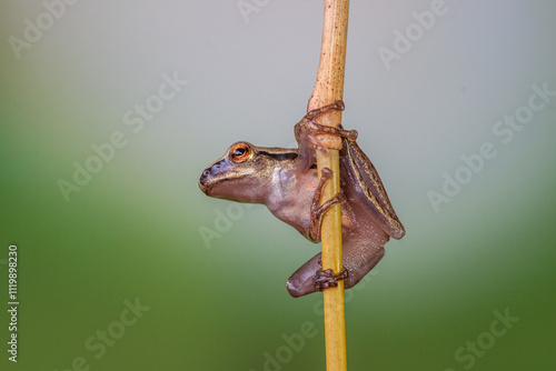 Polypedates leucomystax is a species in the shrub frog family Rhacophoridae. It is known under numerous common names, including common tree frog, four-lined tree frog, golden tree frog or striped tree photo