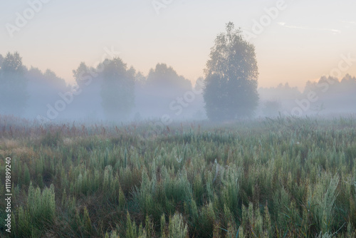 Wallpaper Mural morning fog in the forest Torontodigital.ca