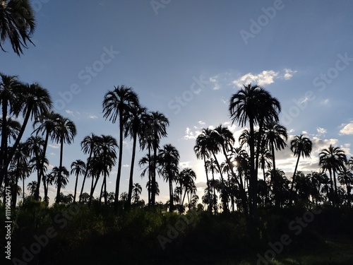 Bilde på lerret El palmar