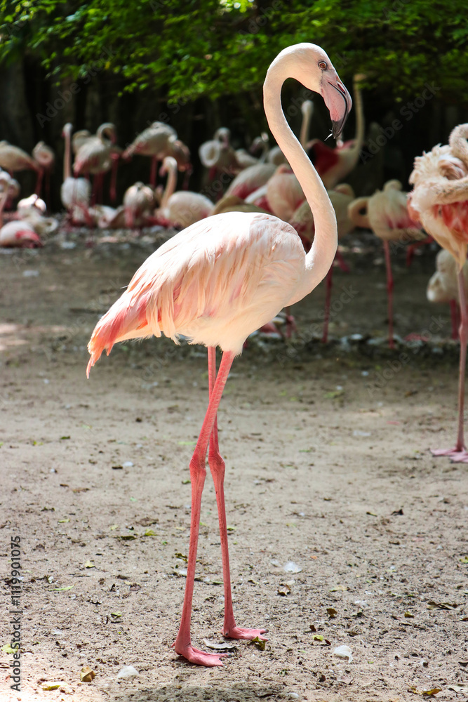 pink flamingo in the zoo