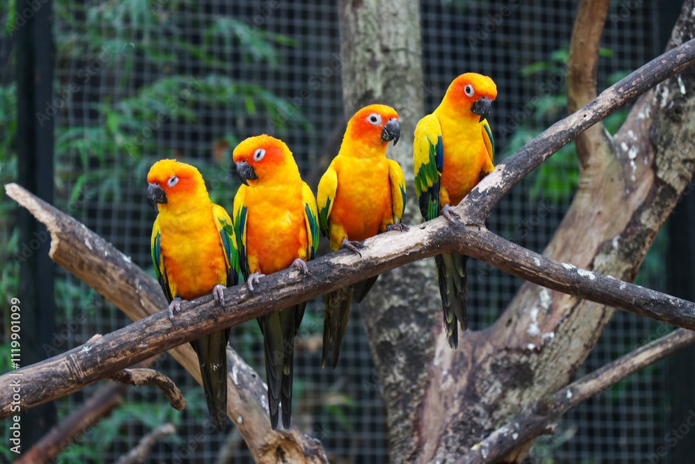 Obraz premium A small orange parrot in the zoo.