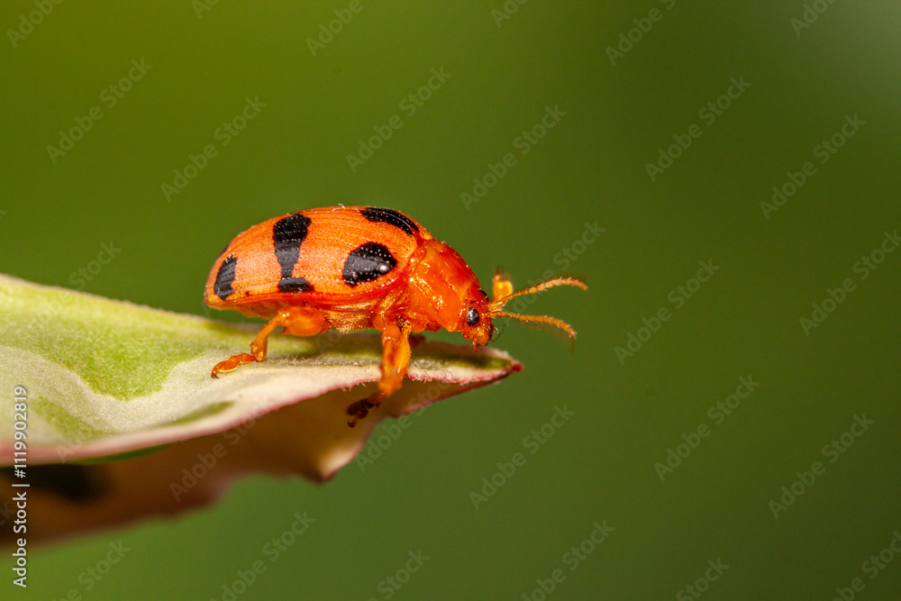 Fototapeta premium Coelophora inaequalis, the variable ladybird, common Australian lady beetle or common Australian ladybug is a ladybird species endemic to Australia, Oceania and Southern Asia