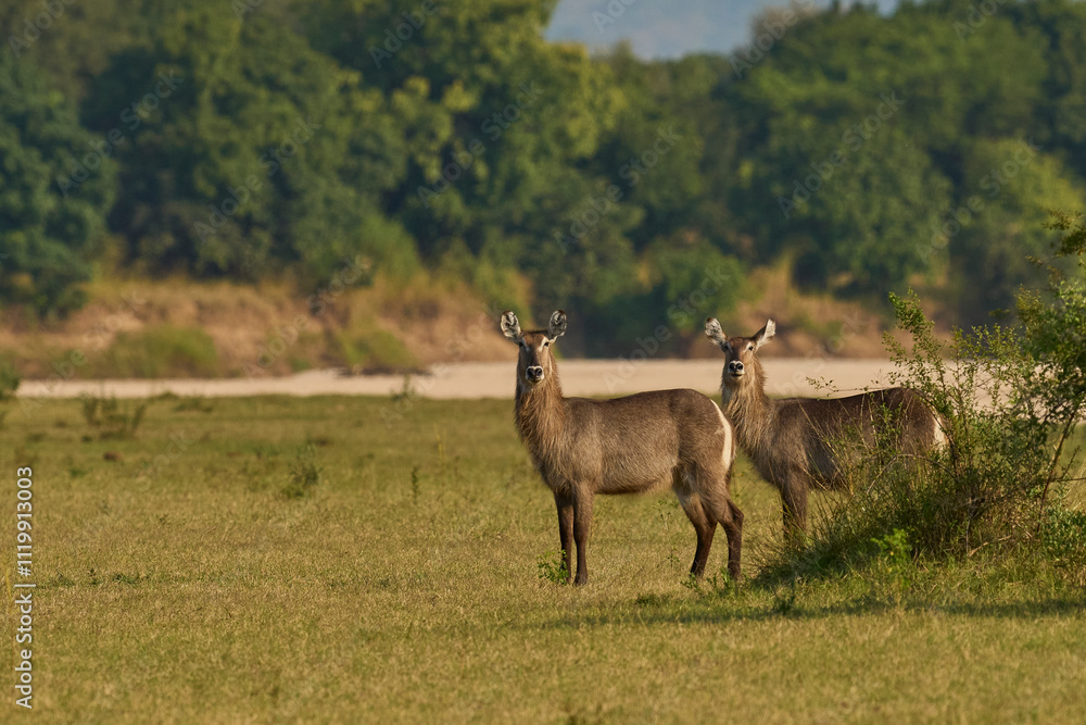Waterbuck (Kobus ellipsiprymnus) on a grassy plain of South Luangwa National Park, Zambia Waterbuck (Kobus ellipsiprymnus) on a grassy plain of South Luangwa National Park, Zambia