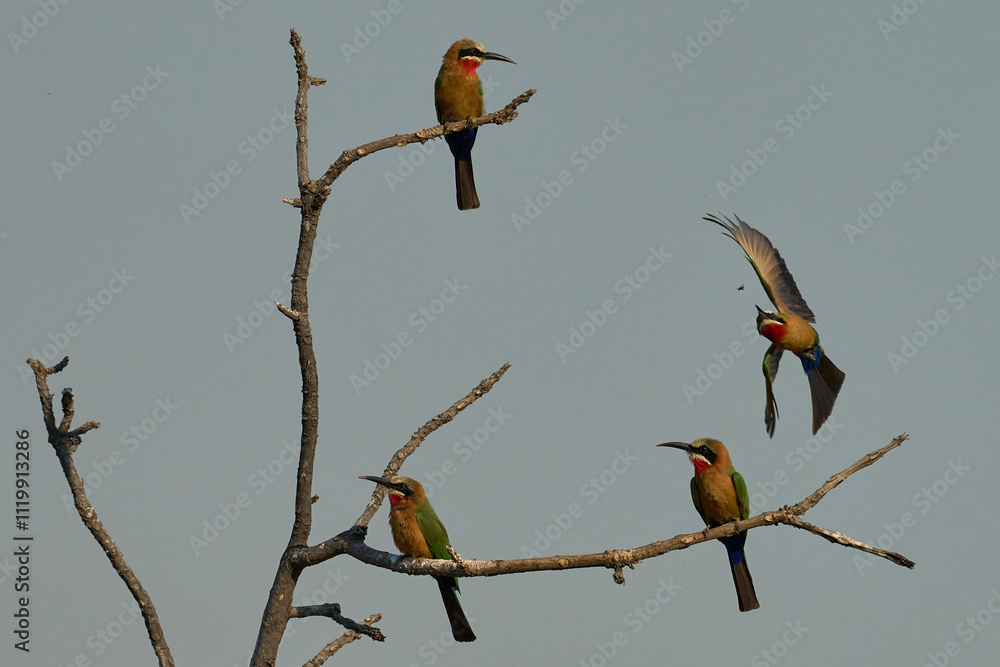 White-fronted Bee-eaters (Merops bullockoides) perched on the branches of a dead tree in South Luangwa National Park, Zambia White-fronted Bee-eaters (Merops bullockoides) perched on the branches of a dead tree in South Luangwa National Park, Zambia