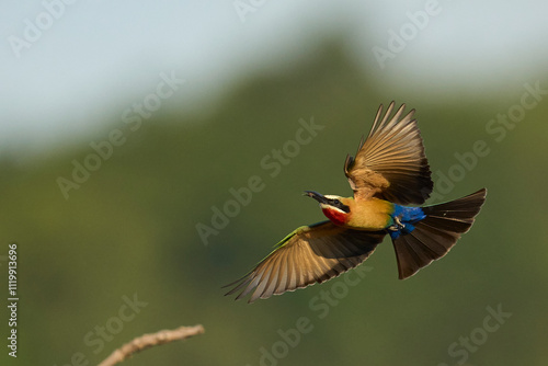 White-fronted Bee-eater (Merops bullockoides) in flight with insect in South Luangwa National Park, Zambia