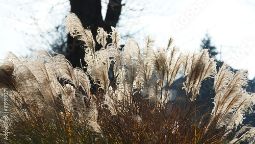 The wild soft reeds view undet the sunset sunlight in winter 
 photo