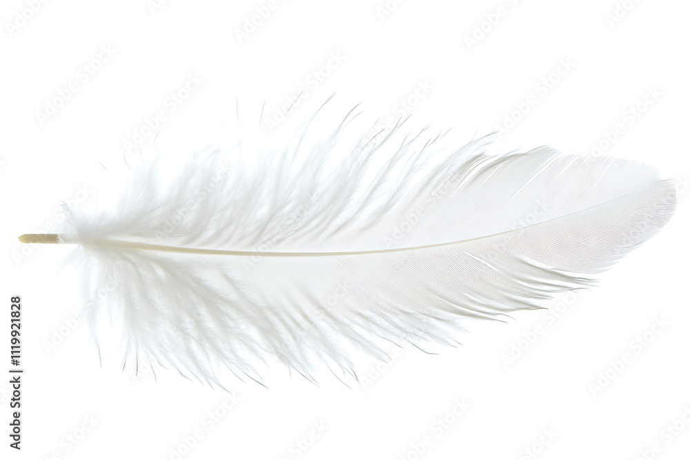 Obraz premium white feather transparent background