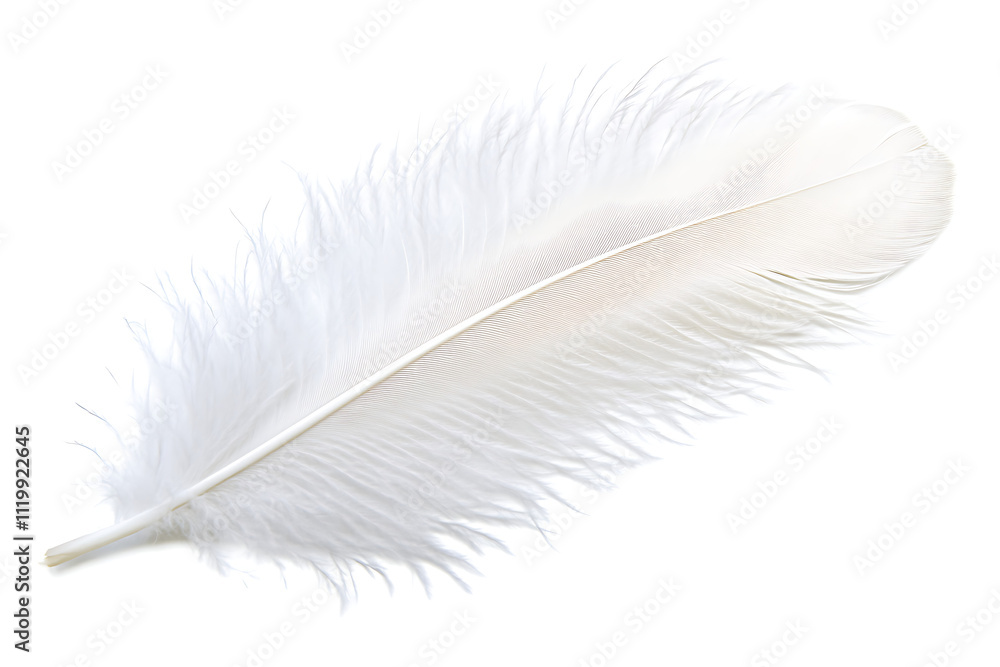 white feather transparent background white feather transparent background